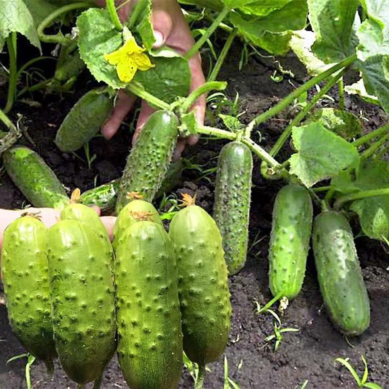 🥒Crawling Cucumbers Seeds