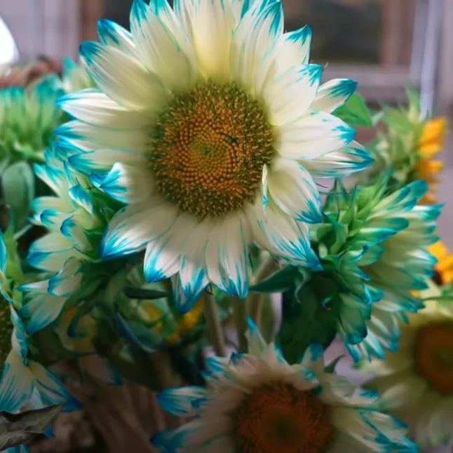 🎉Hot Sell🎉Blue Lace Sonnenblumenkerne🌻💙🌼