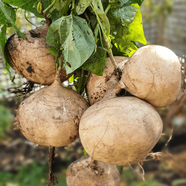 JICAMA Samen