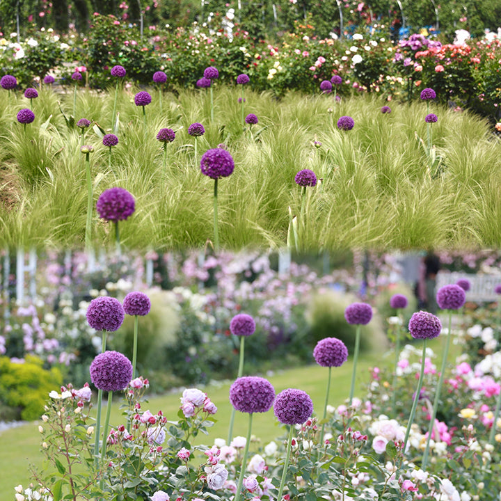 Allium giganteum, Zierlauchblüte