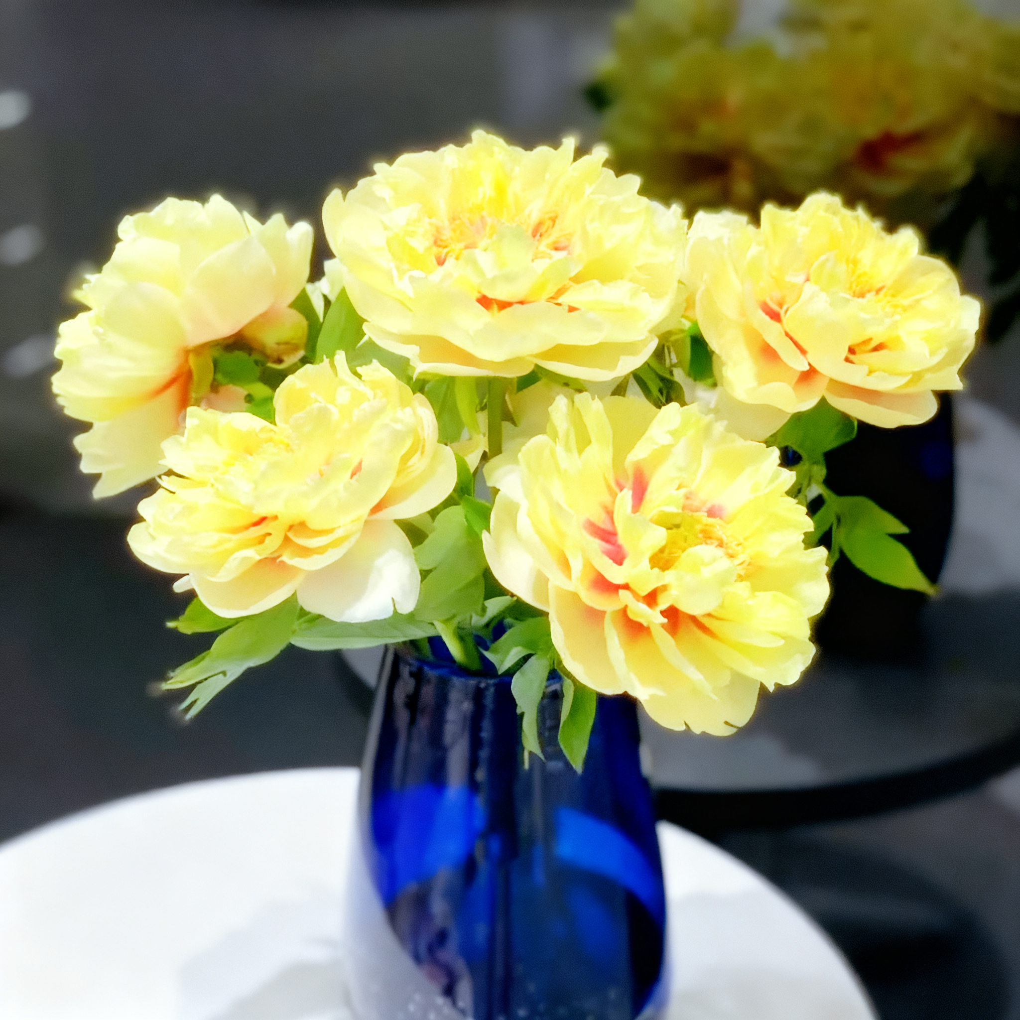🔥LETZTER TAG 49 % RABATT🌺DIE KÖNIGIN DER BLUMEN – DOPPELT BLÄTTERBLÄTTERIGE PIANI