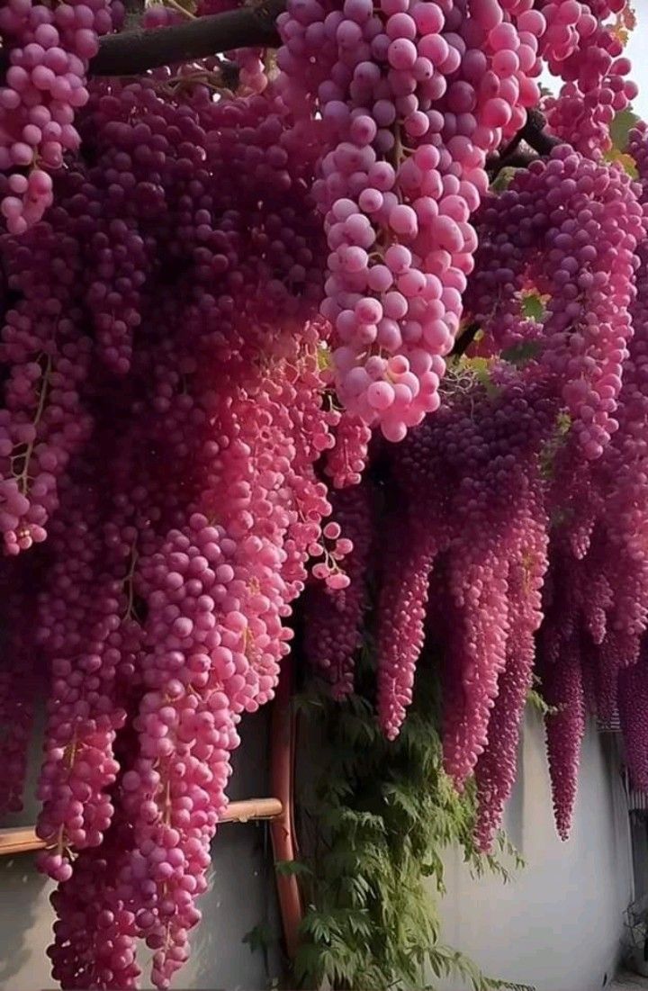 Giant Seedless Waterfall Grape Seeds