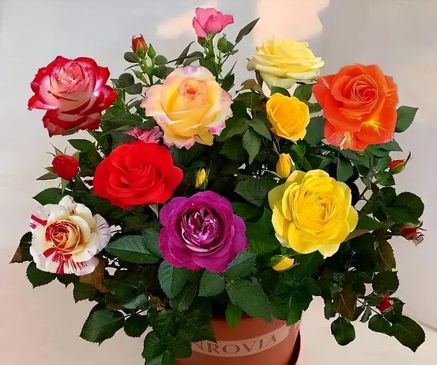 Rosensamen in gemischten Farben💐