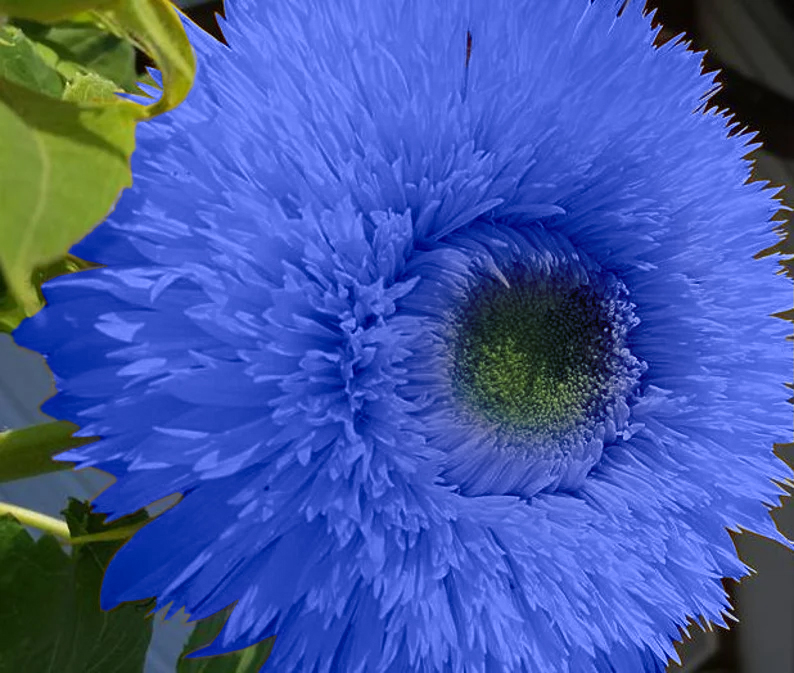 Blauer Teddybär Sonnenblumenkerne