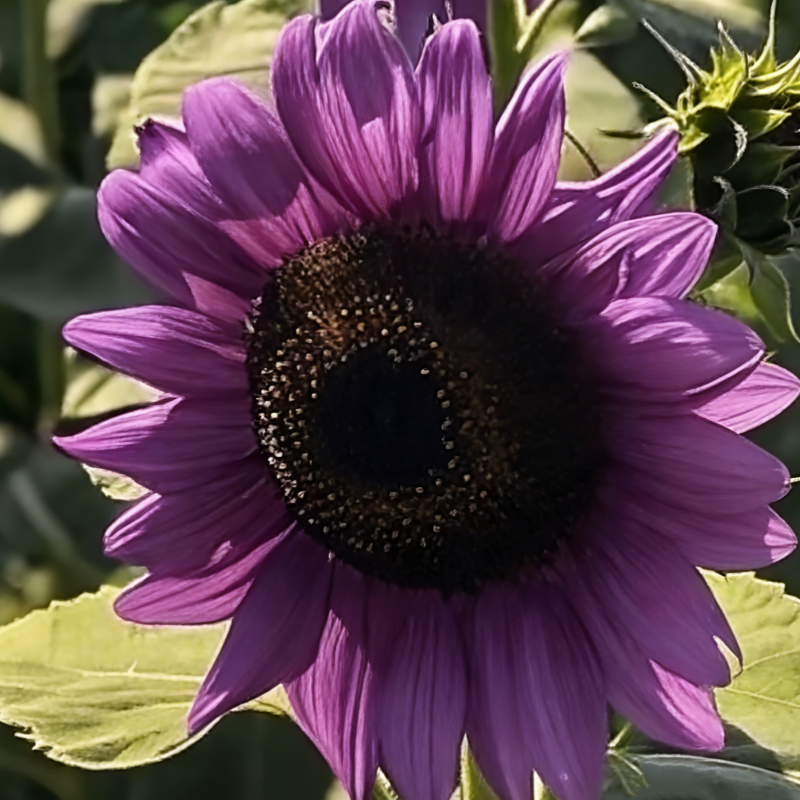 🔥Sonderangebot🌻 Premium-Sonnenblumenkerne-Kollektion ✨