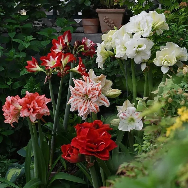 Amaryllis