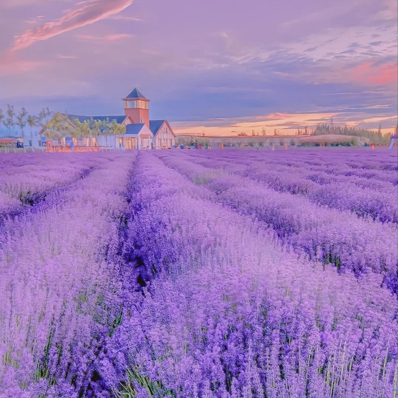 🔥Heißes Verkaufsmodell💜Lavendel aus der Provence Samen 🔆Wunderbar und wunderschön