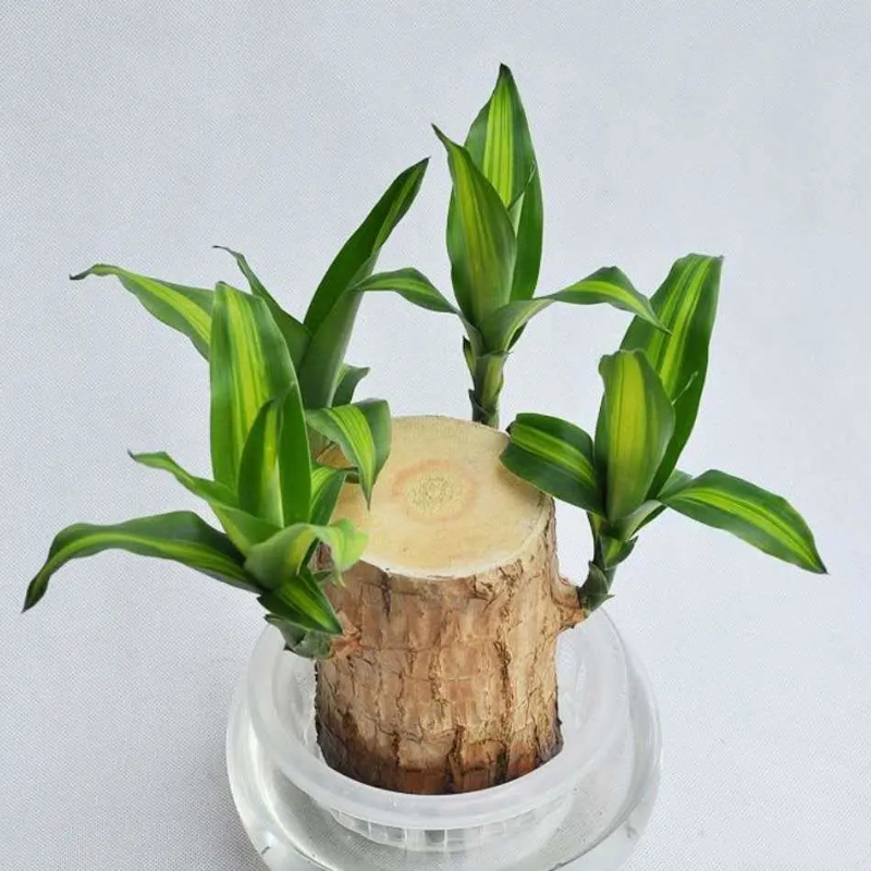 🎁Glückssymbol🪴Brasilianisches Holz🍀Die besten Grünpflanzen zum Wachsen
