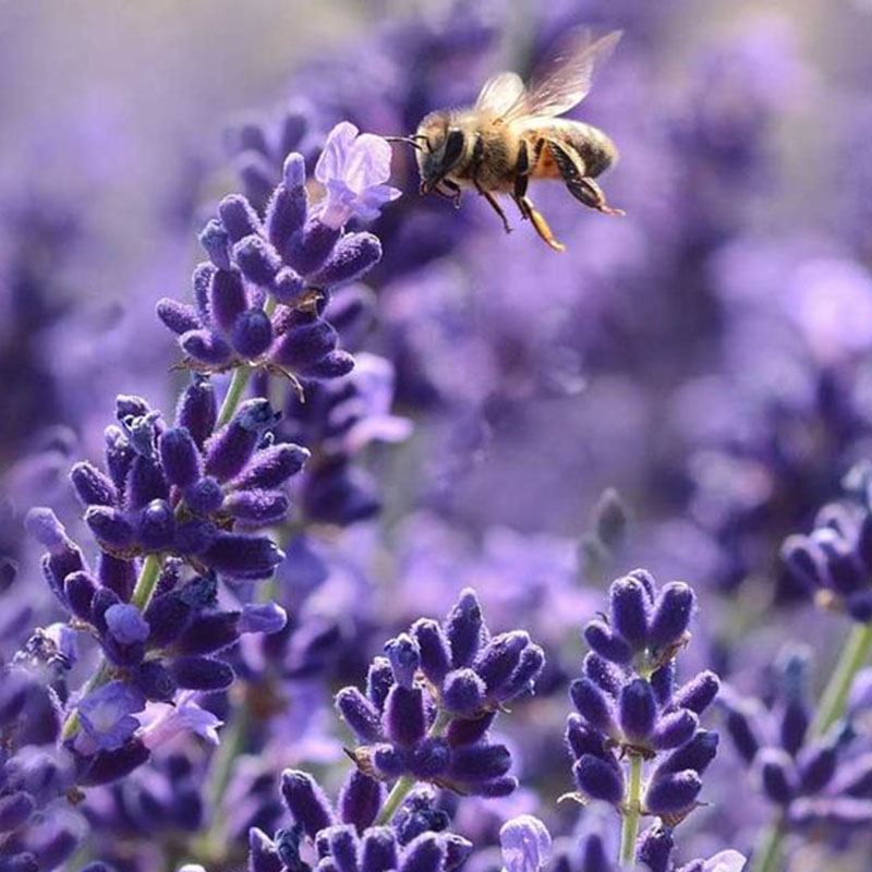 Lavender Herb Seeds - Perennial