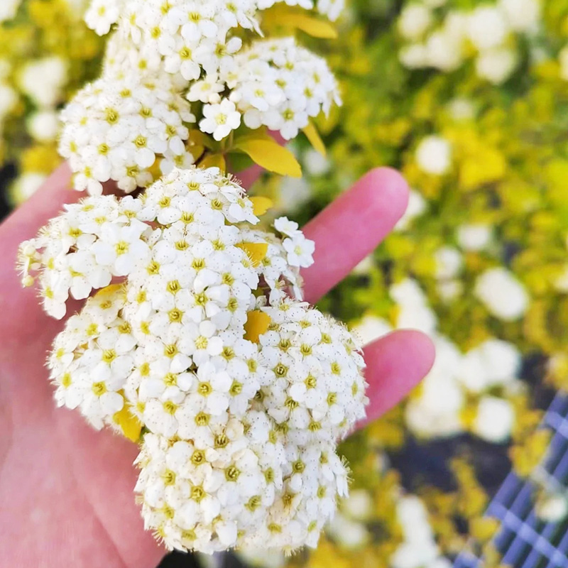 🩷Zeitlich begrenztes Angebot🌿Meadowfoam-Samen ✨Viele Blüten