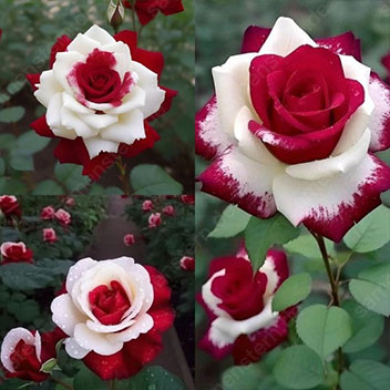🌹🔥 50% Rabatt auf seltene Rosensamen, verschiedene Sorten, stark nachgefragt