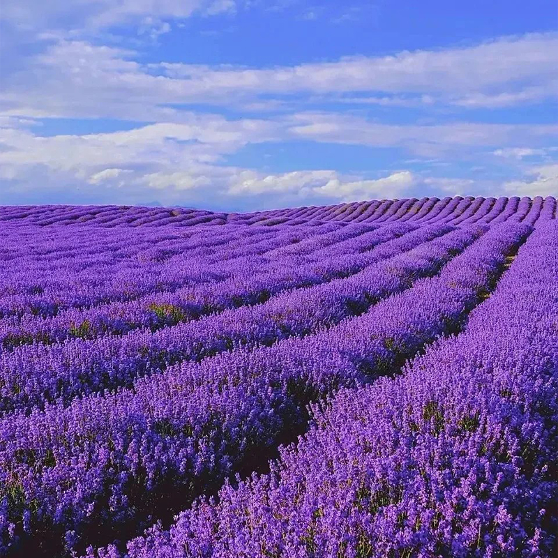 🔥Heißes Verkaufsmodell💜Lavendel Samen aus der Provence 🔆Wunderbar und wunderschön