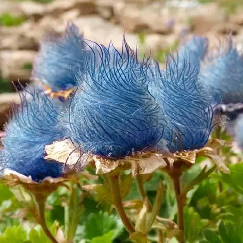 Prärie-Rauchblume Samen