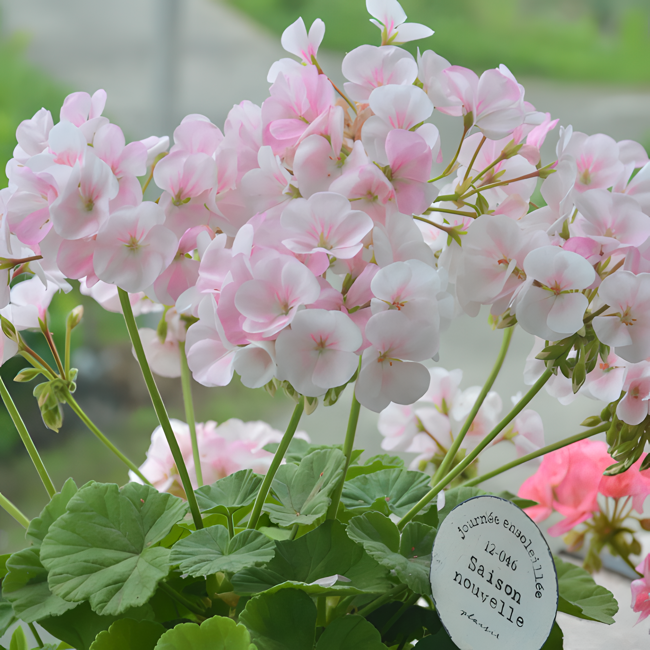 🌸Geranium - Sommerliche Gelassenheit