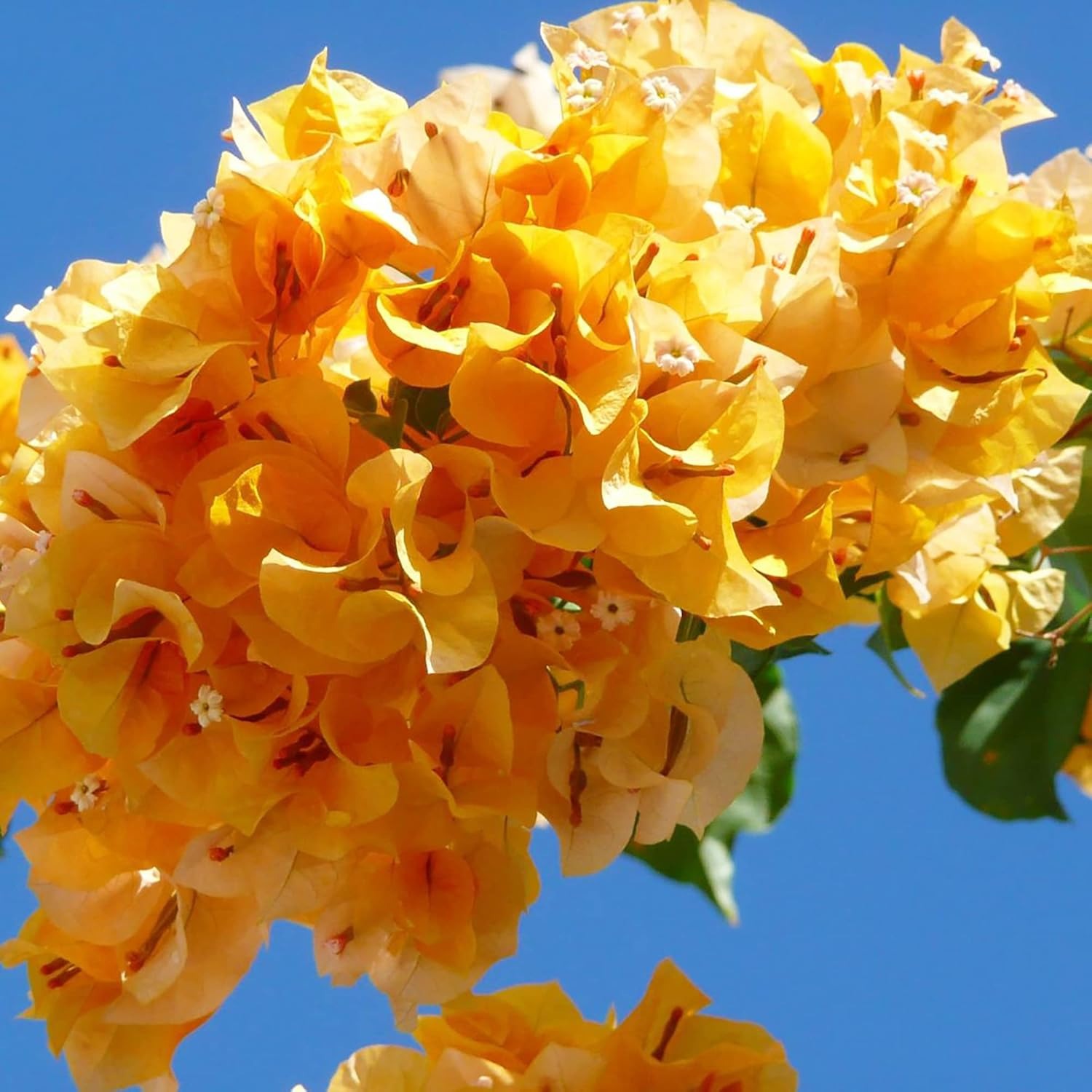 Mixed Colors Bougainvillea Seeds Perennial Ornamental