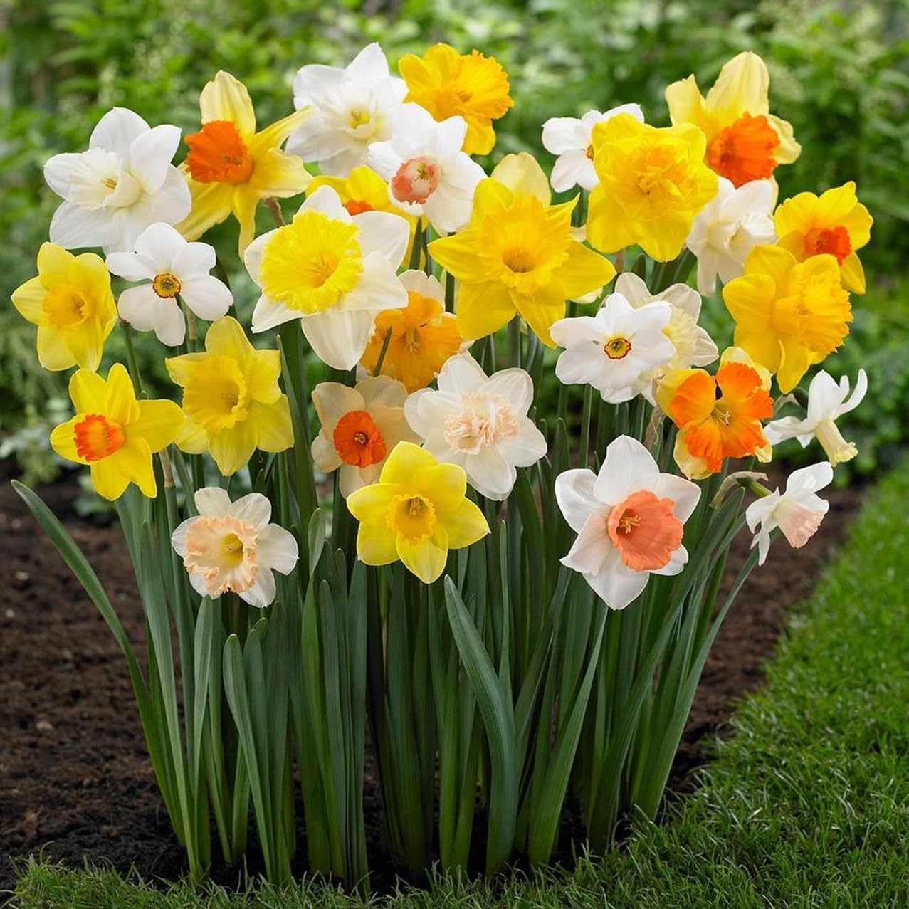 Perennial Daffodil Bulbs