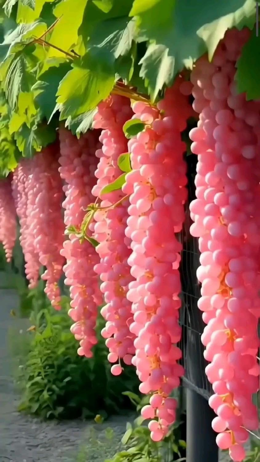 Giant Seedless Waterfall Grape Seeds