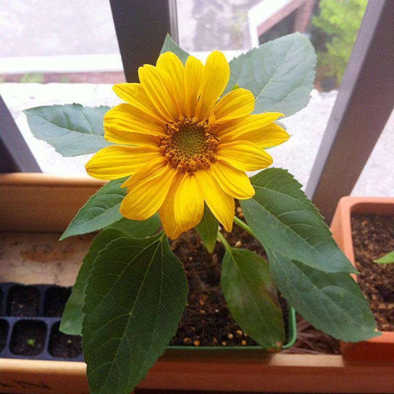 40pcs Zwergsonnenblumensamen Seltene Blumensamen