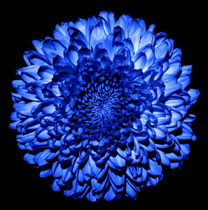 BLAUE FEUERBALL-DAHLIENSAMEN