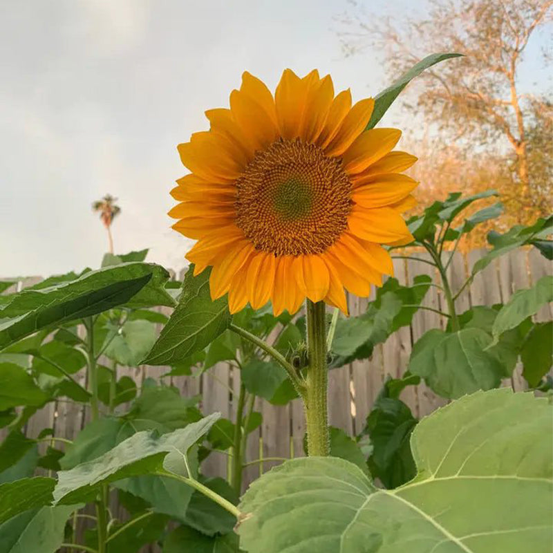 30 Stück Pro Gold Lite Sonnenblumenkerne