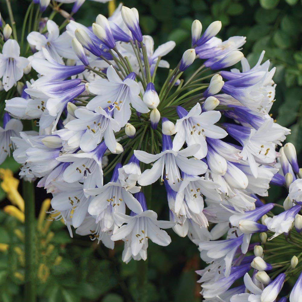 Agapanthus 'Twister' Afrikanische Lilie
