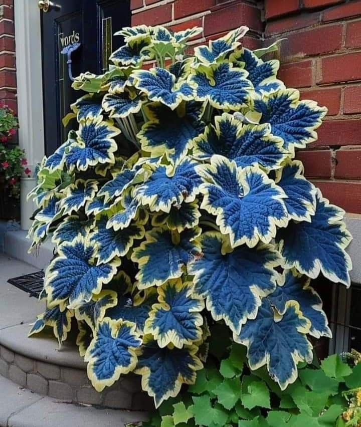 🌿FROSTBESTÄNDIGER COLEUS IN SELTENEN FARBEN – ERHELLEN SIE IHREN RAUM MIT EINZIGARTIGEM LAUB 🌿