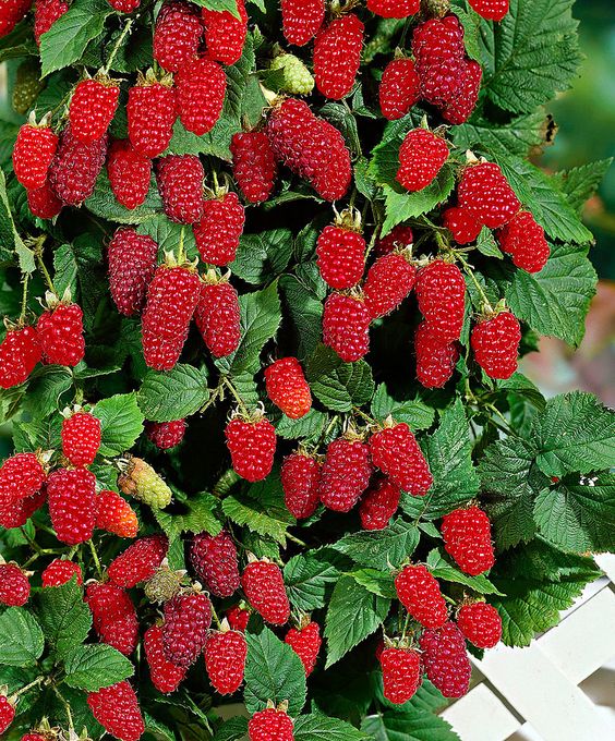 Tayberry Seeds