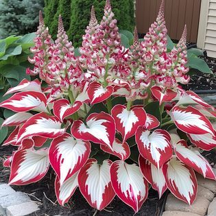 🌿 Die widerstandsfähige Schönheit: Schattenverträgliche und kälteresistente Hosta-Blüten 🌿