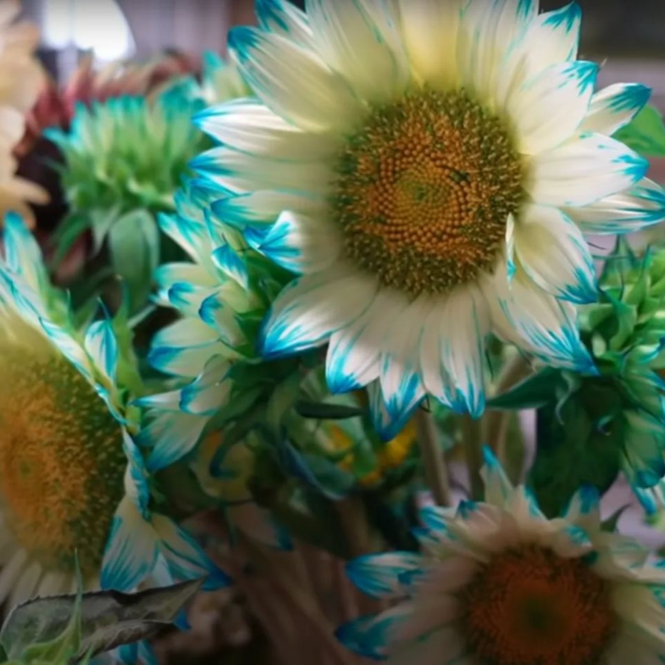 🎉Hot Sell🎉Blue Lace Sonnenblumenkerne🌻💙🌼