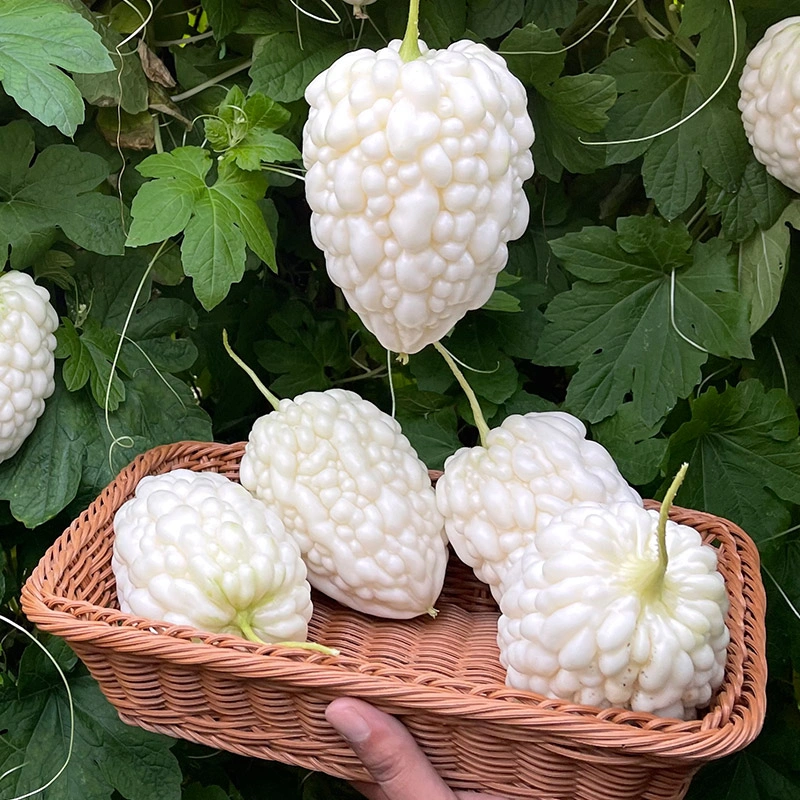 Apfelbittermelone - Hast du es schon probiert