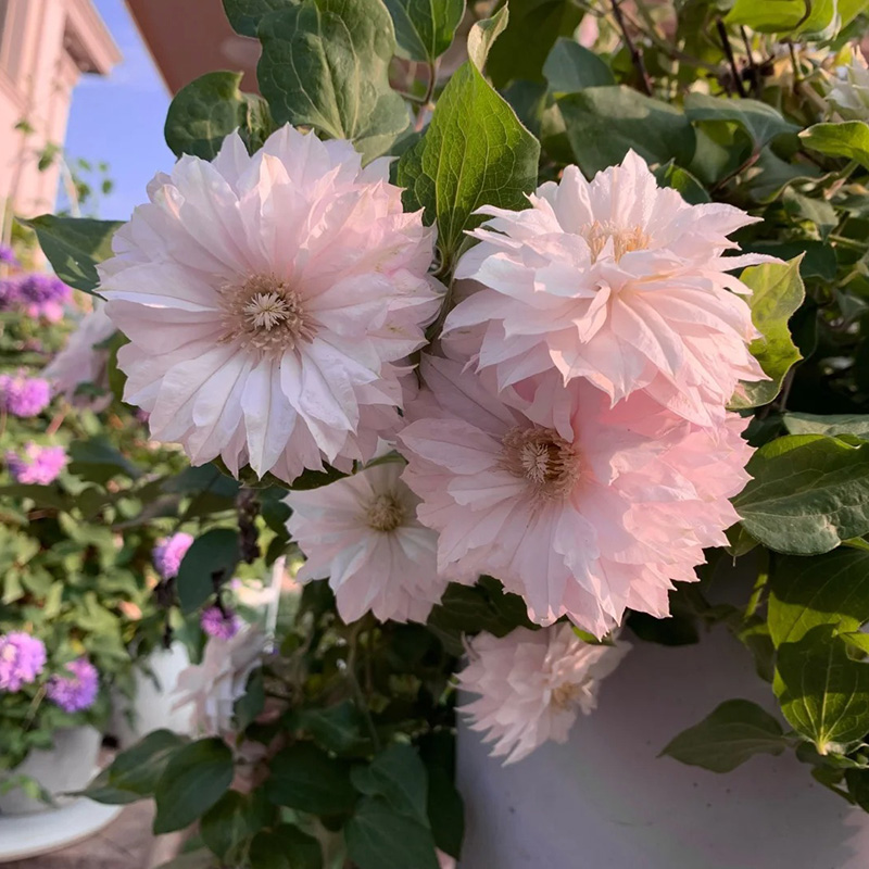 🚀Heißer Verkauf🌿Mehrfarbige Clematis🌱Einfach zu pflanzen