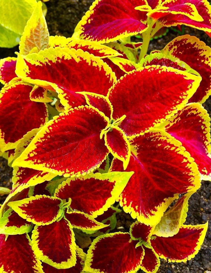 🌿FROSTBESTÄNDIGER COLEUS IN SELTENEN FARBEN – ERHELLEN SIE IHREN RAUM MIT EINZIGARTIGEM LAUB 🌿
