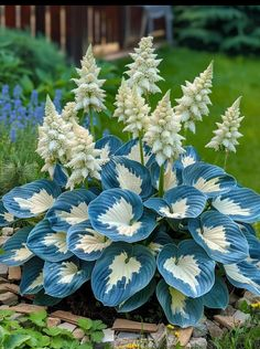 🌿DIE WIDERSTANDSFÄHIGE SCHÖNHEIT: SCHATTENTOLERANTE UND KÄLTEBESTÄNDIGE HOSTA-BLUMENSAMEN