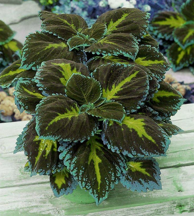 🌿FROSTBESTÄNDIGER COLEUS IN SELTENEN FARBEN – ERHELLEN SIE IHREN RAUM MIT EINZIGARTIGEM LAUB 🌿