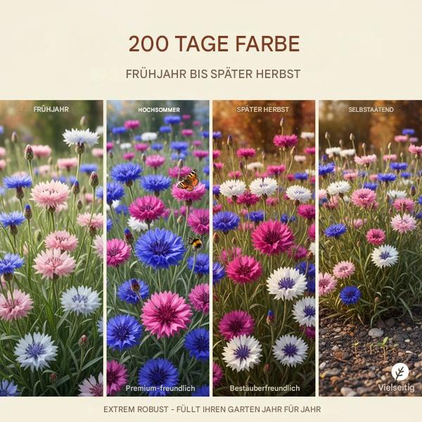 🌱Premium-Kornblumensamen – Die „unaufhaltsame“ Wildblume, die überall wächst