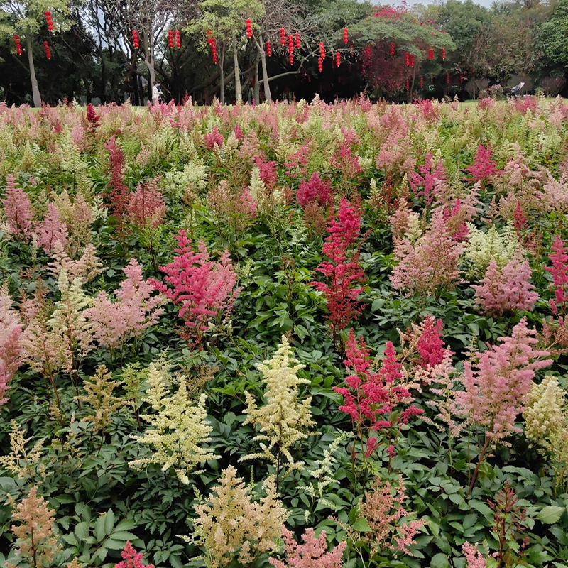 Astilbe