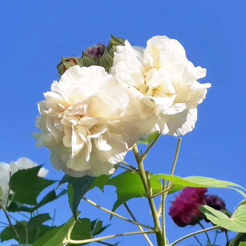 💖Rabatt zum halben Preis🌺Hibiskusblütensamen🌈Farbverändernde Blumen