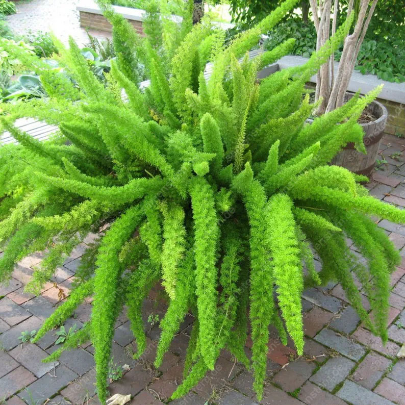 🔥 40% Rabatt! Fuchsschwanz-Spargel💥Einfach zu pflanzen
