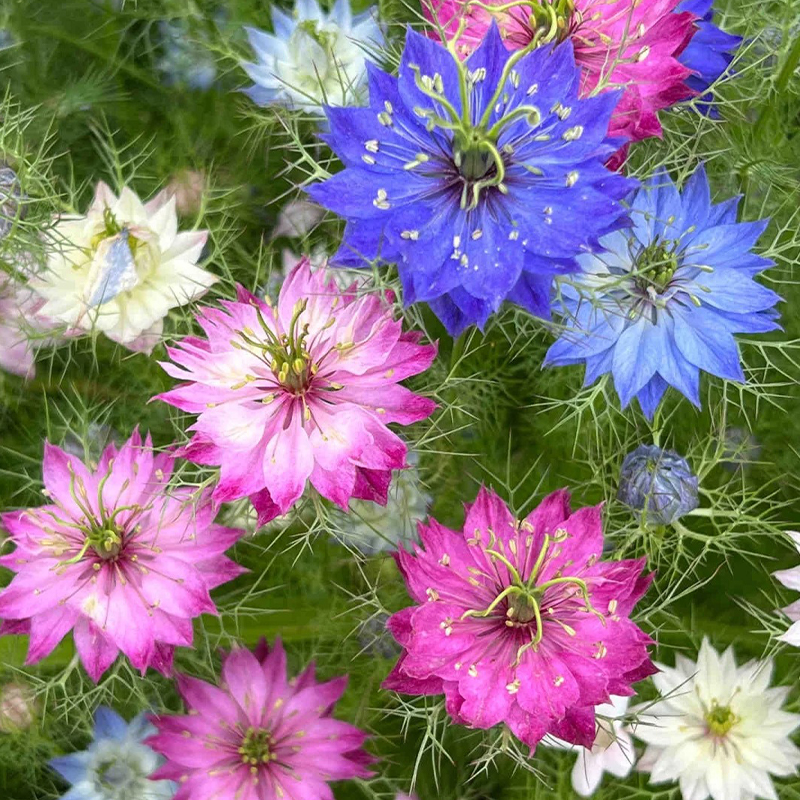 💥Frühlings-Bestseller🌈Jungfer im Grünen Samen🌿Schöne Blumen