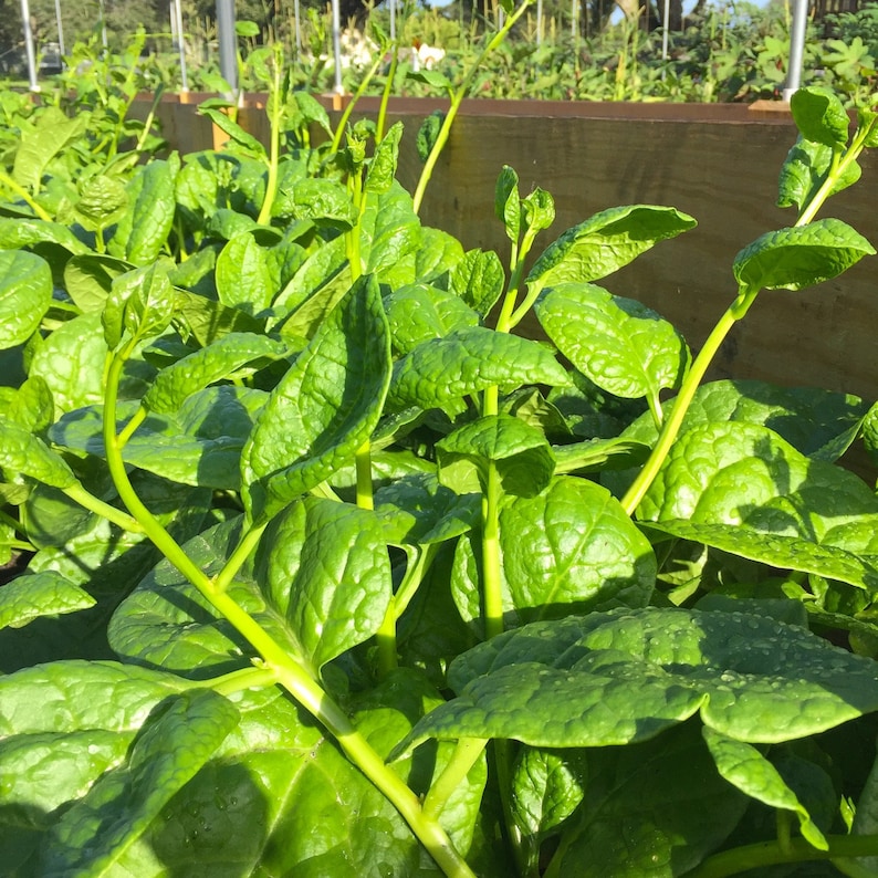 RIESEN MALABAR SPINAT