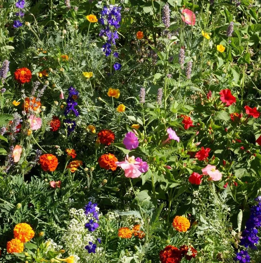 Midwest Wildflower Seed Mix