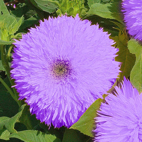 Lila Teddybär Sonnenblumenkerne