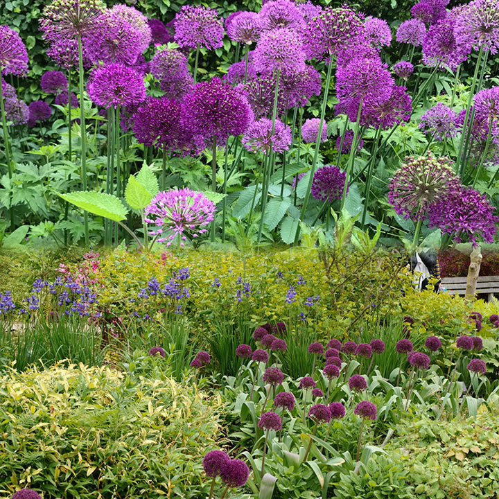 Allium giganteum, Zierlauchblüte
