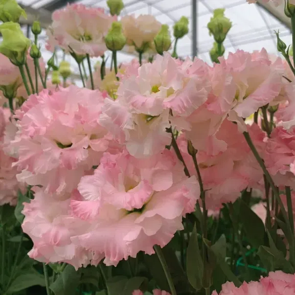 🌺LISIANTHUS – AUFRICHTIGE LIEBE