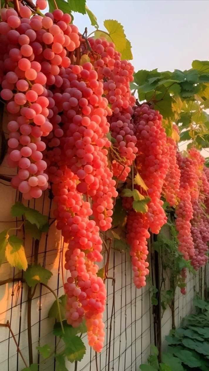 Giant Seedless Waterfall Grape Seeds