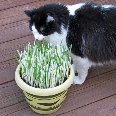 Hordeum Buntgrassamen