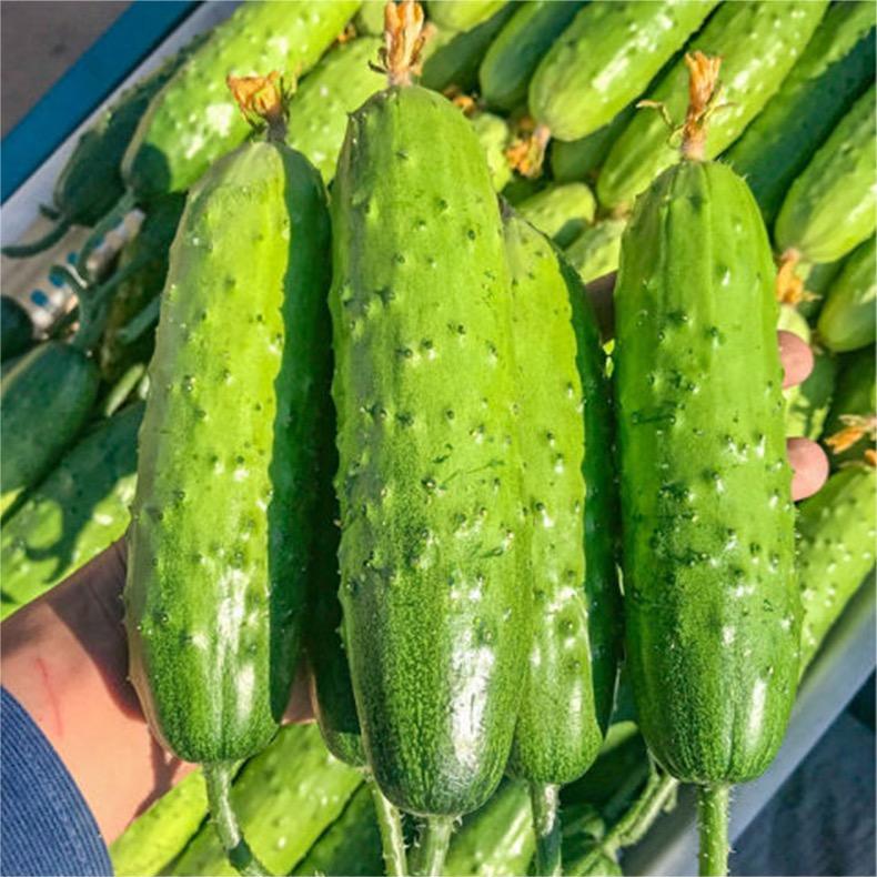 🥒Crawling Cucumbers Seeds