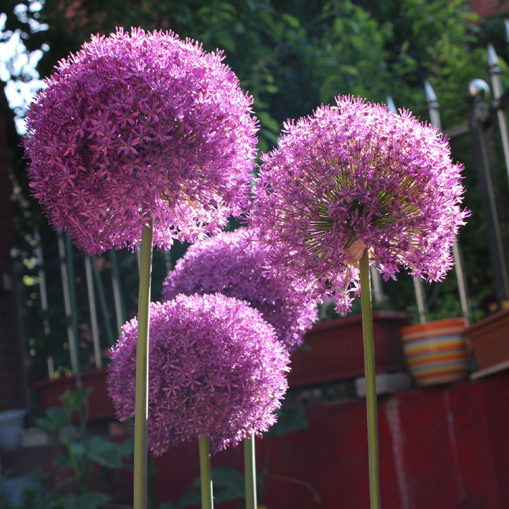 Allium giganteum, Zierlauchblüte