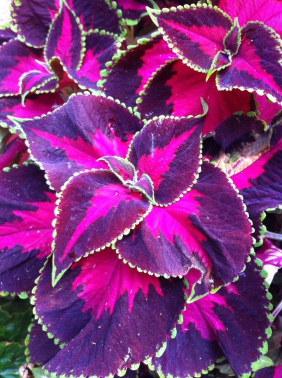 🌿FROSTBESTÄNDIGER COLEUS IN SELTENEN FARBEN – ERHELLEN SIE IHREN RAUM MIT EINZIGARTIGEM LAUB 🌿