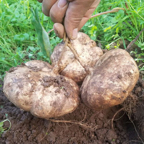 JICAMA Samen